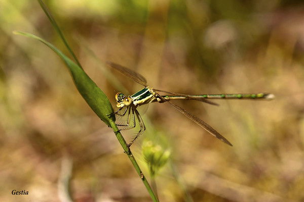 Татьяна Арсентьева