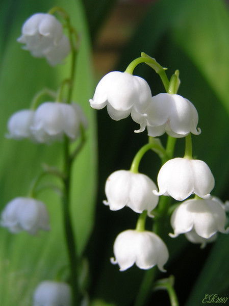 Наталья Грибовская