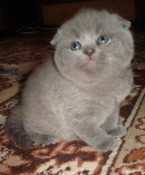 Александр Романов