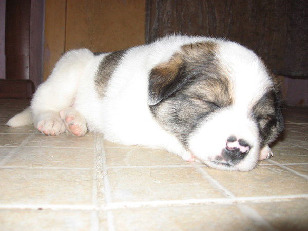 Лена Перегудова