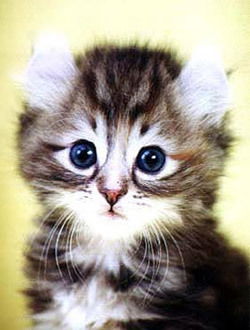 Надюшка Домницкая