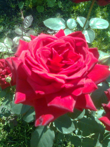 Ольга Пластинина