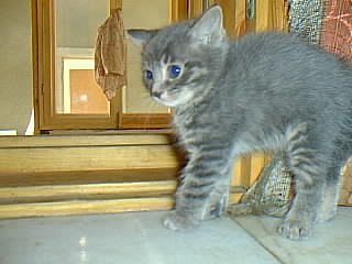 Даша Мурадова