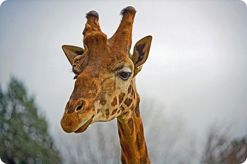 Павел Шубин