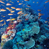 Агентство Ника