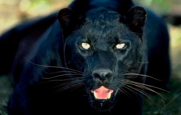 Сергей Иванченко