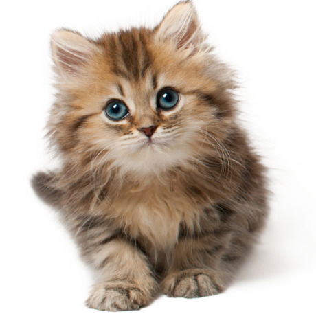 Анна Челарская