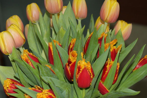 Елена Старостенкова