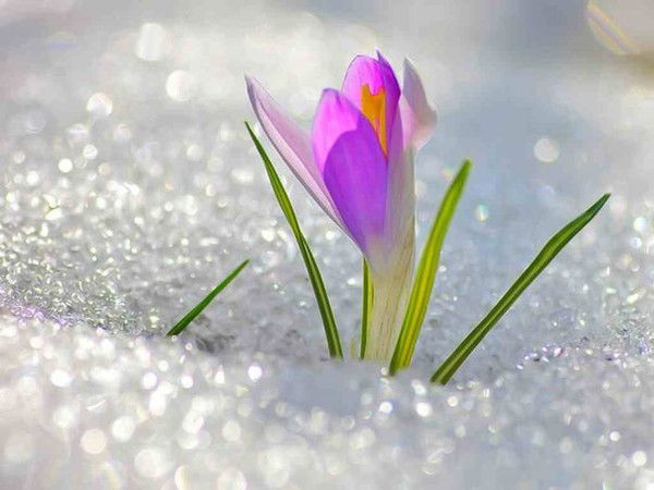 Елена Арапова