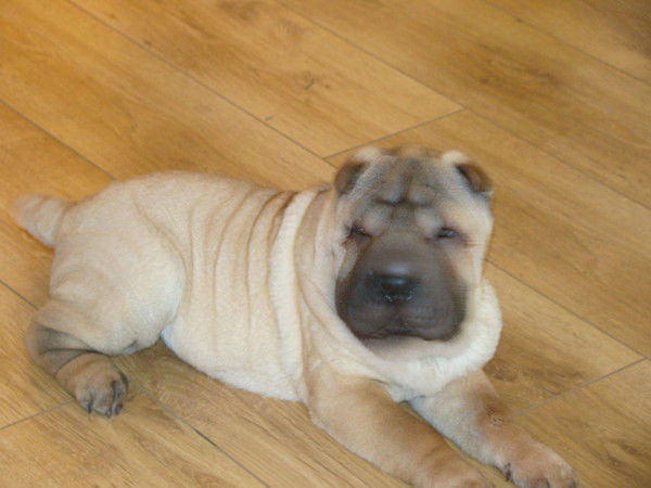 Пулькерия Саврасова