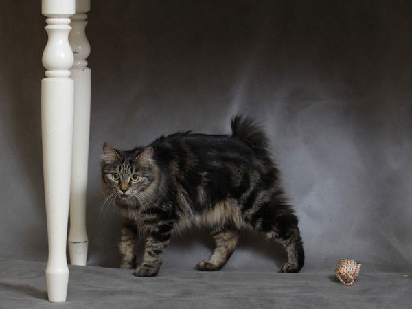 Елена Богорад