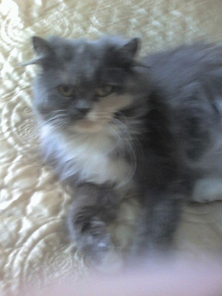 Елена Огаркова