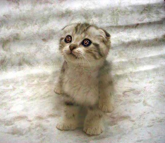 Белоусов Евгений