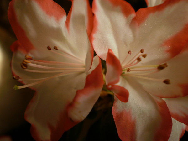 Марина Пономарёва