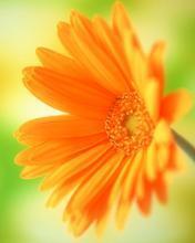 Татьяна Иванова