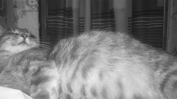 Влад Бахвалов