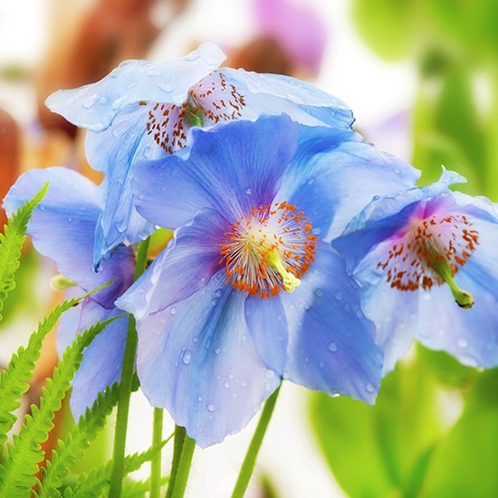 Оксана Пустовойченко