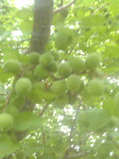 Шарафчон Каримов