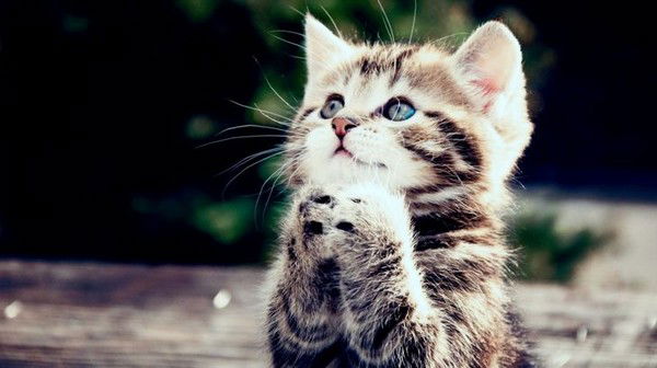 Татьяна Лашенко