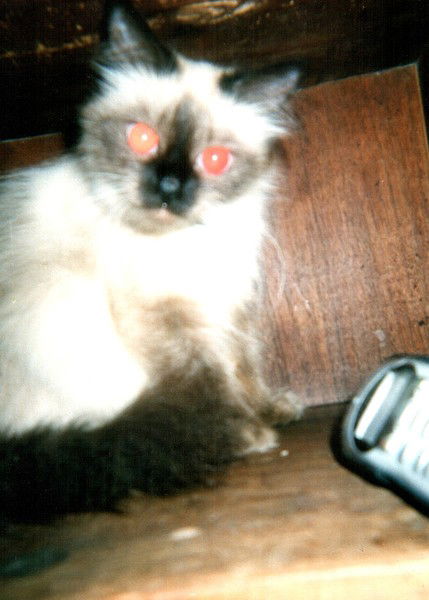 Светлана Мкртумова