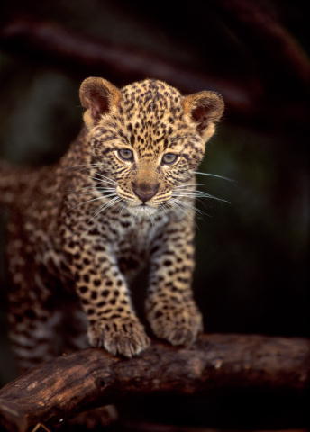 Галина Жучкова