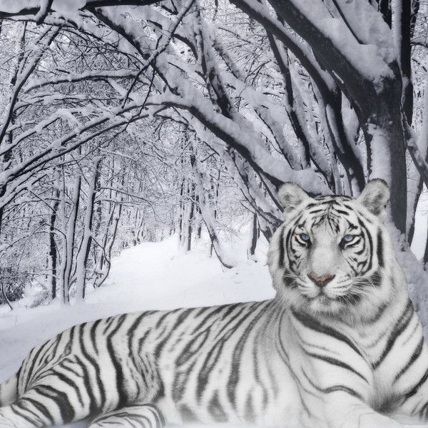 Денис Петров