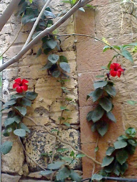 Людмила Беланова