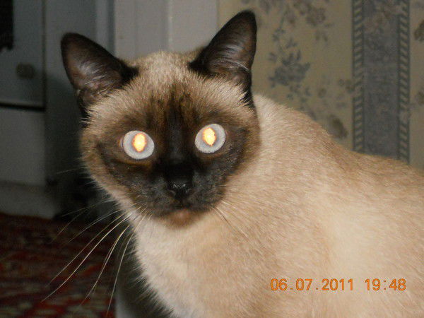 Алексей Торр