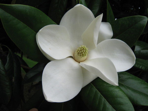 Ольга Садовая