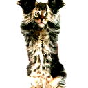 Наталья Халиманова