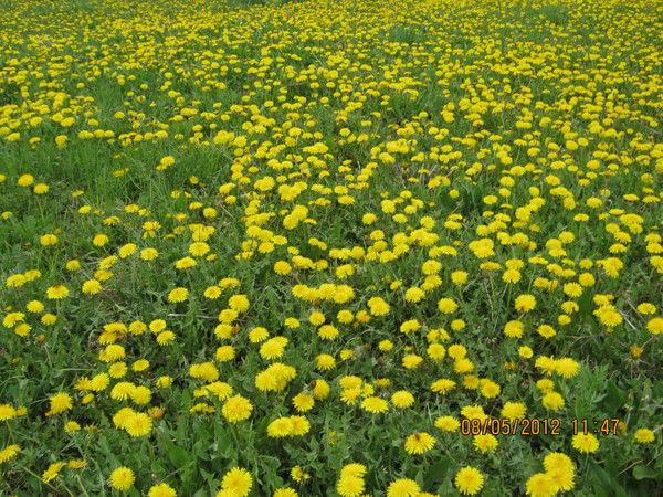 Юлия Коробейникова