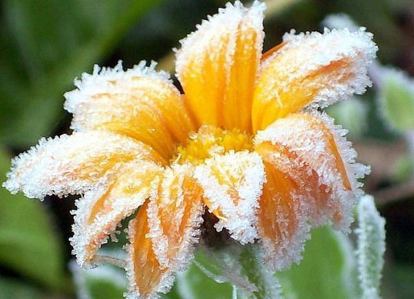 Светлана Рудых