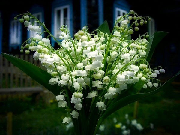 Людмила Scorpion