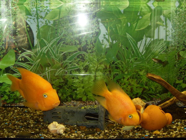 Елена Ананьева