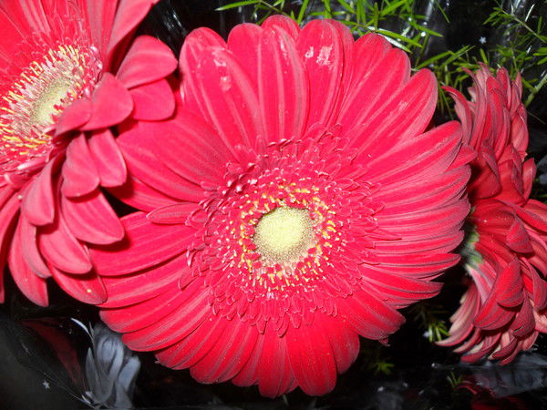 Елена Прокопенко