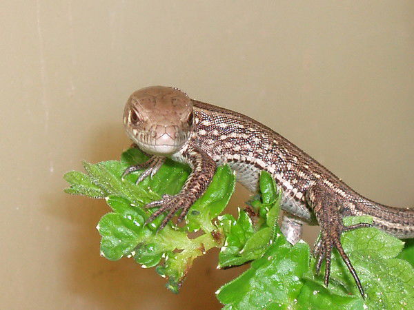 Александр Кузьмин