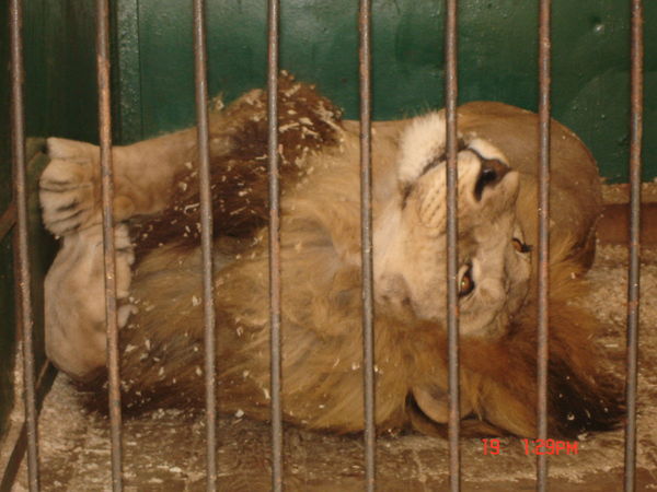 Никитин Андрей