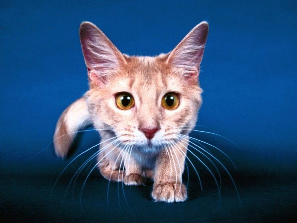 Лиговский 246