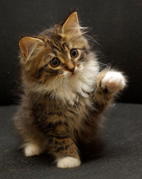 Ирина Менькина