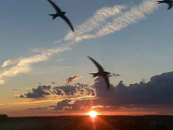 Юрий Мелёхин