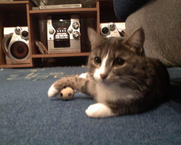 Алексей Кирилин