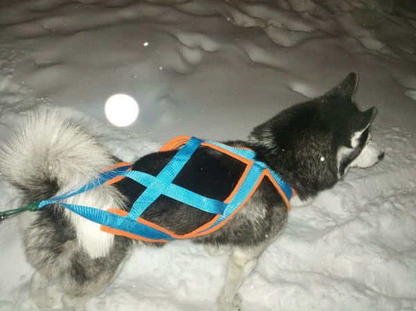 Костя Григоренко