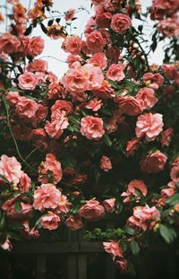 Алина Морозова