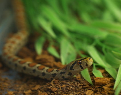 Ольга Башкуева