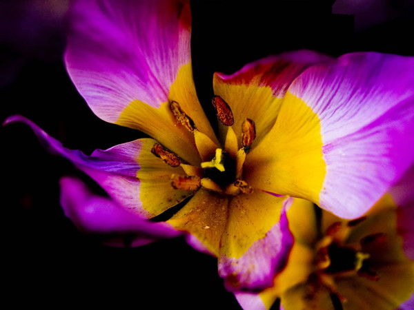 Людмила Файзулина