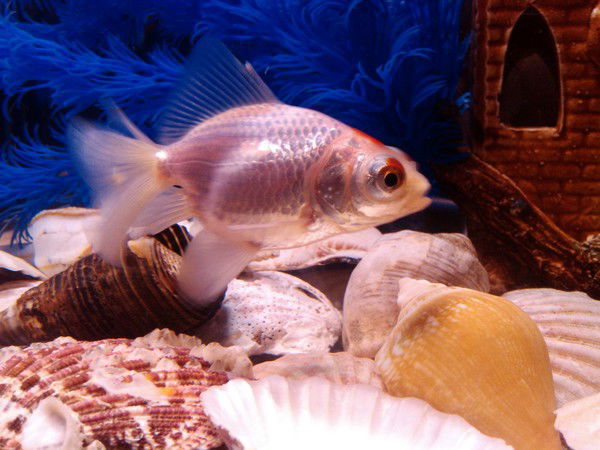 Алёна Кайзер