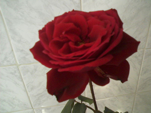 Наташа Войнилова