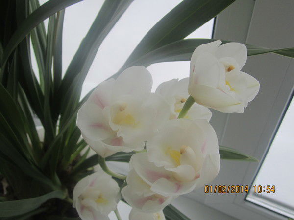 Инна Фалушко