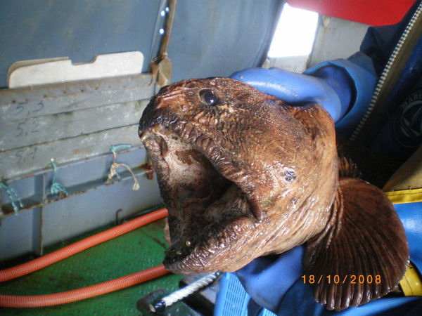 Николай Башкетов