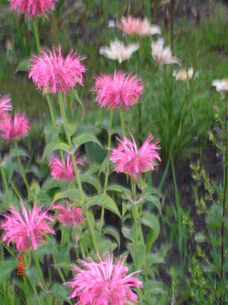 Людмила Сергиенко